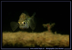 Face to face with this little Threespine stickleback, thr... by Michel Lonfat 